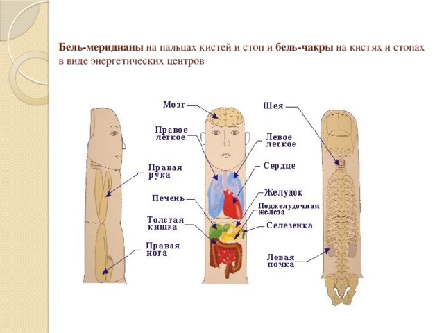 Система насекомого су джок картинки