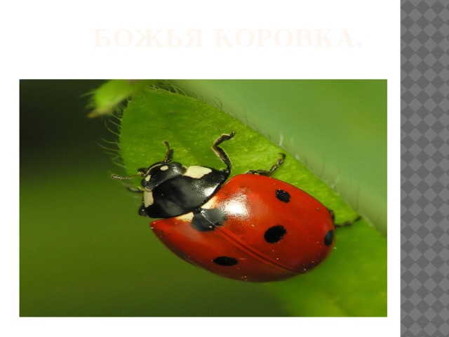 БОЖЬЯ КОРОВКА. 
