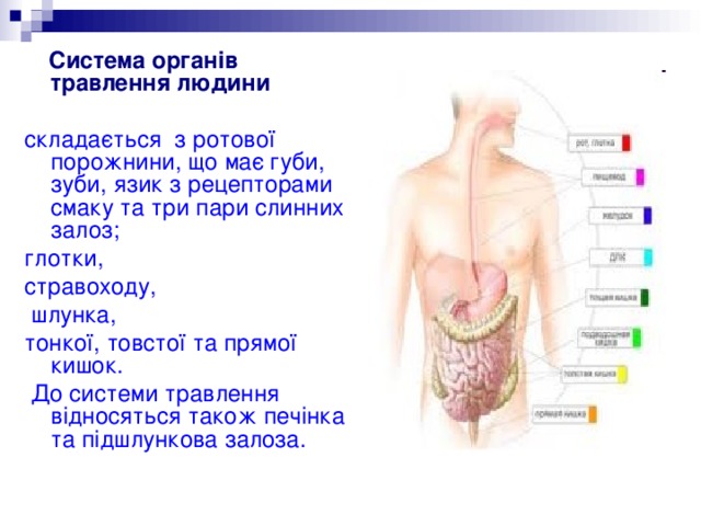  Система органів травлення людини  складається з ротової порожнини, що має губи, зуби, язик з рецепторами смаку та три пари слинних залоз; глотки, стравоходу,  шлунка, тонкої, товстої та прямої кишок.  До системи травлення відносяться також печінка та підшлункова залоза. 