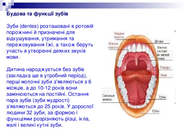Будова та функції зубів   Зуби (dentes) розташовані в ротовій порожнині й призначені для відкушування, утримання та пережовування їжі, а також беруть участь в утворенні деяких звуків мови.   Дитина народжується без зубів (закладка ще в утробний період), перші молочні зуби з'являються з 6 місяців, а до 10-12 років вони замінюються на постійні. Остання пара зубів (зуби мудрості) з'являються до 25 років. У дорослої людини 32 зуби, за формою і функціями розрізняють різці, ікла, малі і великі кутні зуби. 