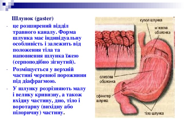  Шлунок (gaster)  це розширений відділ травного каналу. Форма шлунка має індивідуальну особливість і залежить від положення тіла та наповнення шлунка їжею (серпоподібно зігнутий). Розміщується у верхній частині черевної порожнини під діафрагмою. У шлунку розрізняють малу і велику кривизну, а також вхідну частину, дно, тіло і воротарну (вихідну або пілоричну) частину . 