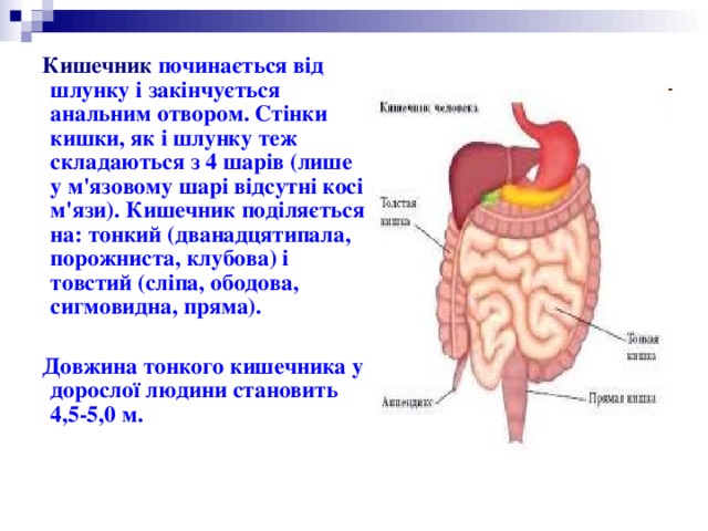  Кишечник  починається від шлунку і закінчується анальним отвором. Стінки кишки, як і шлунку теж складаються з 4 шарів (лише у м'язовому шарі відсутні косі м'язи). Кишечник поділяється на: тонкий (дванадцятипала, порожниста, клубова) і товстий (сліпа, ободова, сигмовидна, пряма).   Довжина тонкого кишечника у дорослої людини становить 4,5-5,0 м. 