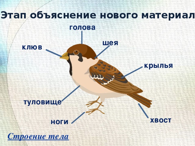 Этап объяснение нового материала голова шея клюв крылья туловище хвост ноги Строение тела 