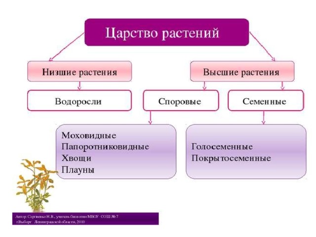 Водоросли 6 класс биология кратко - найдено 73 картинок