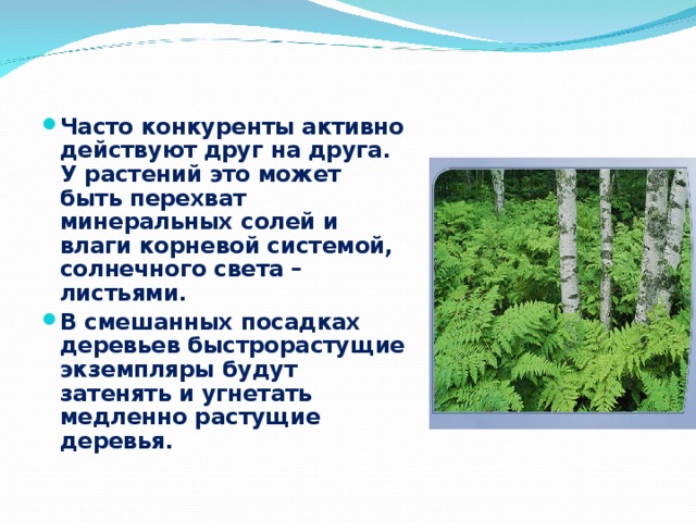 Часто конкуренты активно действуют друг на друга. У растений это может быть перехват минеральных солей и влаги корневой системой, солнечного света – листьями. В смешанных посадках деревьев быстрорастущие экземпляры будут затенять и угнетать медленно растущие деревья. 