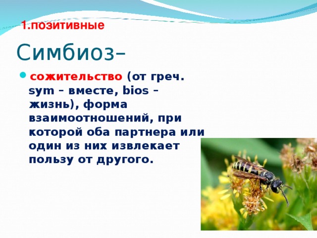 1 .позитивные Симбиоз– сожительство (от греч. sуm – вместе, bios – жизнь), форма взаимоотношений, при которой оба партнера или один из них извлекает пользу от другого. 