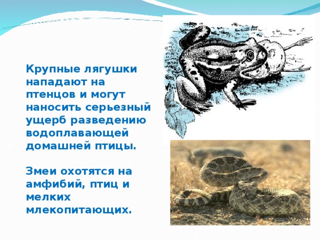 Крупные лягушки нападают на птенцов и могут наносить серьезный ущерб разведению водоплавающей домашней птицы.  Змеи охотятся на амфибий, птиц и мелких млекопитающих. 