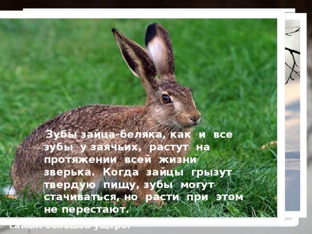 Заяц-беляк — это травоядное животное… Зайцы-беляки не имеют проблем с питанием. Весной и летом питаются зеленой трав- кой, молодыми побегами, перегрызая их своими острыми, широкими зубами-резцами. Из близлежащих лесов делают набеги на дачи за капустой и морковкой. Поздней осенью и зимой едят кору кустарников и молодых деревьев, а также их почки. На садовых участках объедают кору яблонь, нанося этим самым большой ущерб.  Зубы зайца-беляка, как и все зубы у заячьих, растут на протяжении всей жизни зверька. Когда зайцы грызут твердую пищу, зубы могут стачиваться, но расти при этом не перестают. 