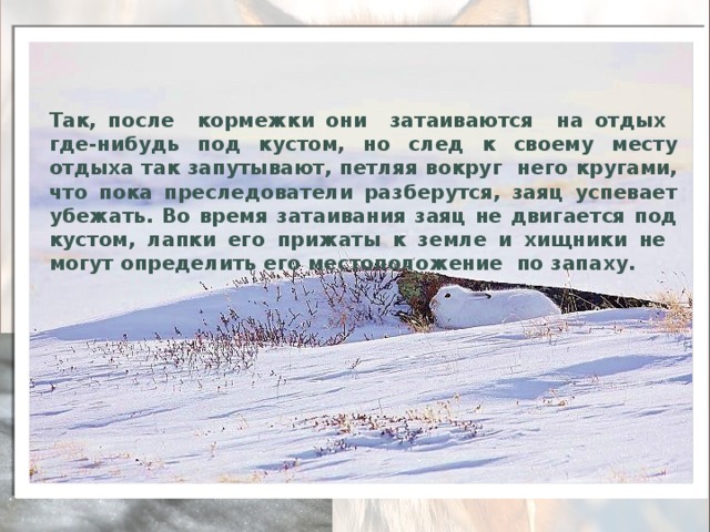 Враги зайца-беляка Враги зайца-беляка: волки, лисы, собаки, рысь, орлы, совы, вороны и человек. И не правда, что зайцы трусы, они осторожные и умные звери. От своих врагов они спасаются бегством, но при этом используют возмож-ность затаиваться. Так, после кормежки они затаиваются на отдых где-нибудь под кустом, но след к своему месту отдыха так запутывают, петляя вокруг него кругами, что пока преследователи разберутся, заяц успевает убежать. Во время затаивания заяц не двигается под кустом, лапки его прижаты к земле и хищники не могут определить его местоположение по запаху. 