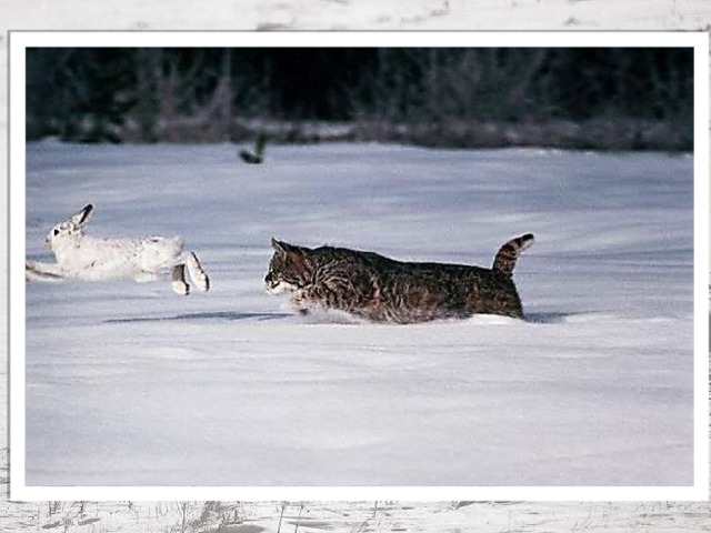 А вот когда заяц двигается, то его железы, которые расположены на нижней стороне лап, выделяют пот и следы начинают пахнуть. Вот тогда по следам и начинается преследование зайца. Но эти же железы не дают налипать снегу на шерстку ступней зайца и он может быстро бегать по снегу. А вот, если заяц попадет в лапы врагов, то он очень больно царапается своими острыми когтями, нанося глубокие раны. 