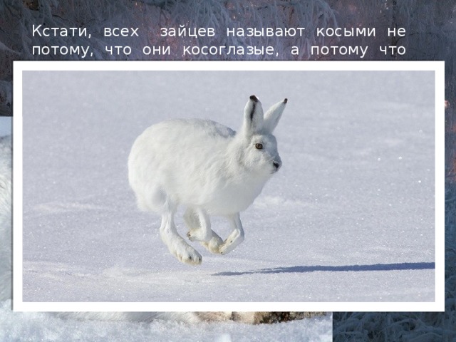 Кстати, всех зайцев называют косыми не потому, что они косоглазые, а потому что они, как говорят охотники, «косят» – петляют и возвращаются на своей след при беге. Причина такого поведения зайцев в том, что их правые и левые пары лап разной длины. 