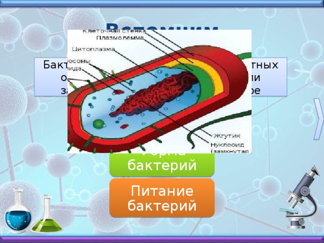 Содержание Бактерии и их роль Ресурсы 