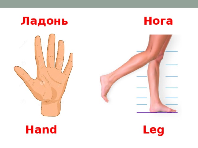 Ладонь Нога Hand Leg 