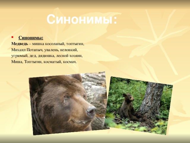 Проект 3 класс медведь