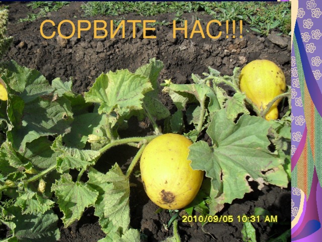 СОРВИТЕ НАС!!! 