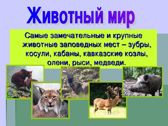 Самые замечательные и крупные животные заповедных мест – зубры, косули, кабаны, кавказские козлы, олени, рыси, медведи. 