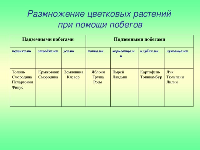 Размножение цветковых растений  при помощи побегов Надземными побегами черенками отводками Тополь Смородина Пеларгония Фикус Подземными побегами Крыжовник Смородина усами почками Земляника Клевер Яблоня Груша Розы корневищами Пырей Ландыш клубнями Картофель Топинамбур луковицами Лук Тюльпаны Лилии 
