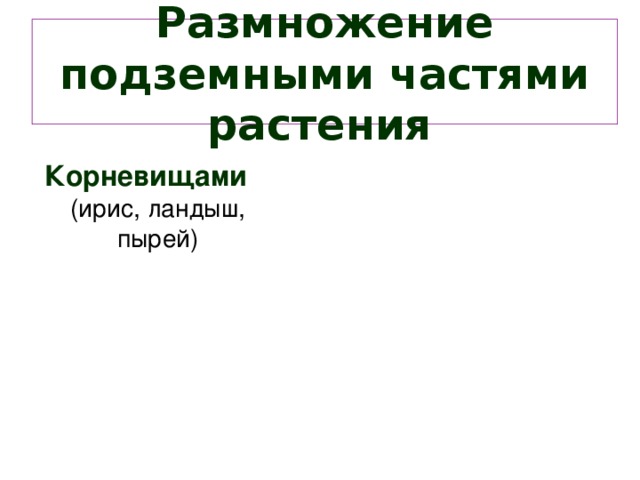 Размножение подземными частями растения  Корневищами  (ирис, ландыш, пырей)    