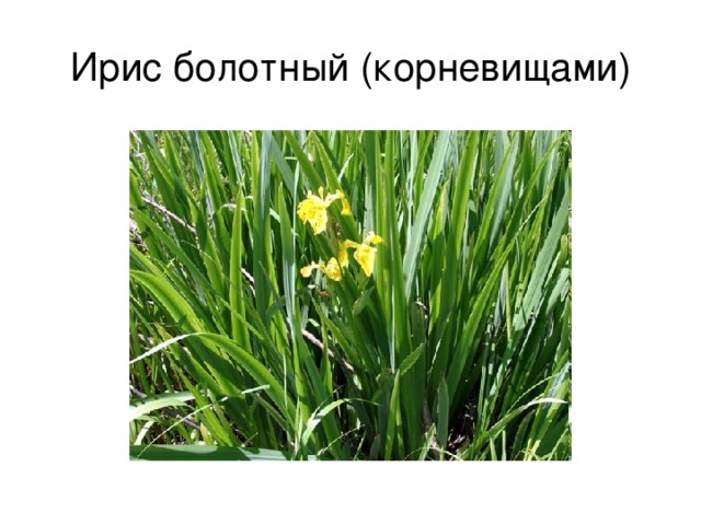 Ирис болотный (корневищами) 