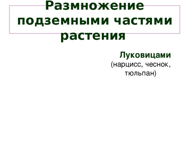 Размножение подземными частями растения   Луковицами  (нарцисс, чеснок, тюльпан)     