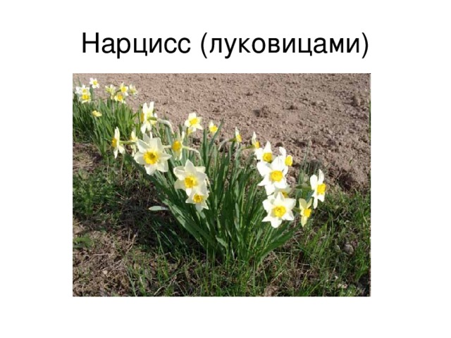 Нарцисс (луковицами) 