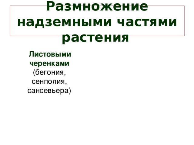 Размножение надземными частями растения   Листовыми черенками  (бегония, сенполия, сансевьера)    