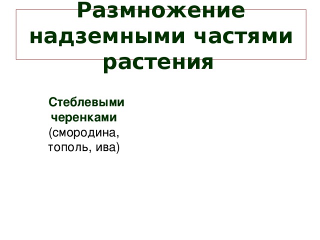 Размножение надземными частями растения   Стеблевыми черенками  (смородина, тополь, ива)    