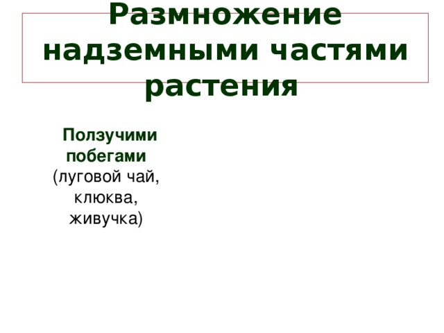 Размножение надземными частями растения   Ползучими побегами  (луговой чай, клюква, живучка)    