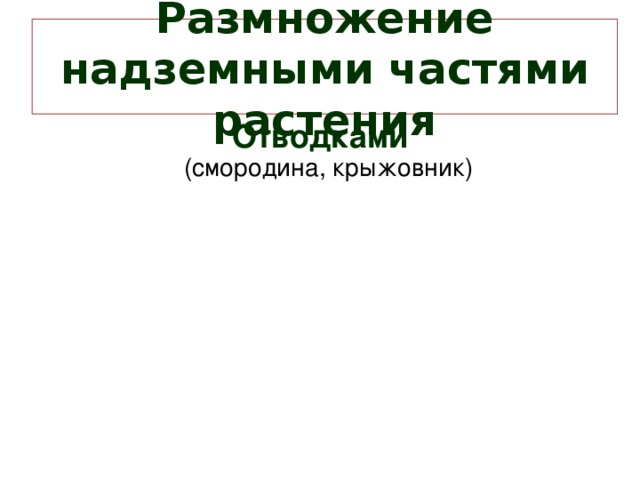 Размножение надземными частями растения Отводками  (смородина, крыжовник) 