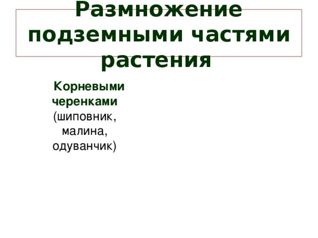 Размножение подземными частями растения   Корневыми черенками  (шиповник, малина, одуванчик) 