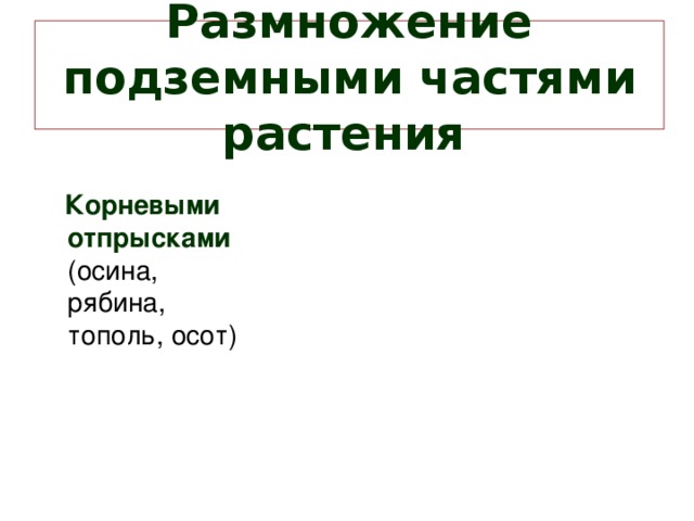 Размножение подземными частями растения   Корневыми отпрысками  (осина, рябина, тополь, осот) 