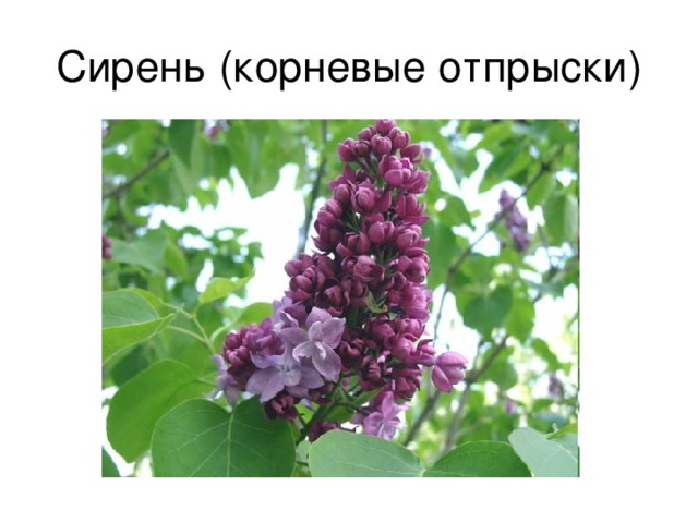 Сирень (корневые отпрыски) 