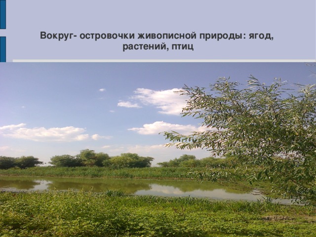 Вокруг- островочки живописной природы: ягод, растений, птиц 