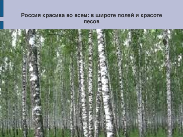 Россия красива во всем: в широте полей и красоте лесов 