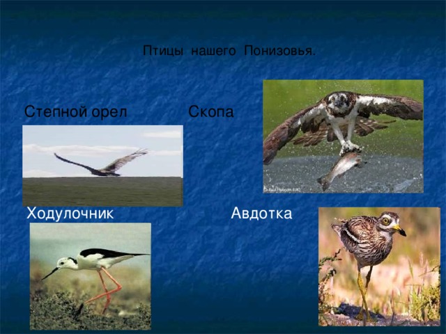 Птицы нашего Понизовья.  Степной орел Скопа Ходулочник Авдотка 