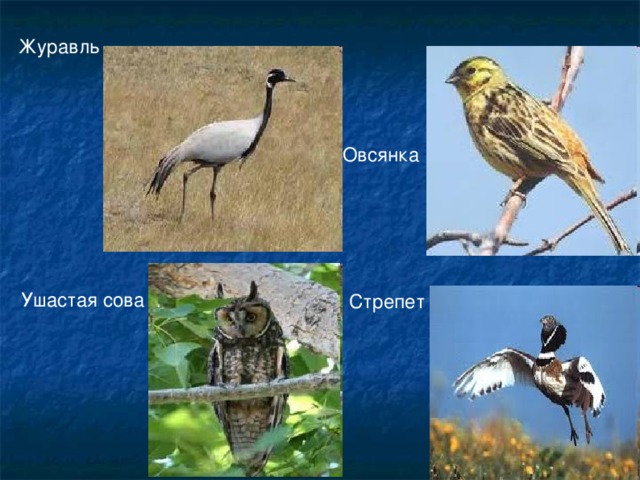 Журавль  Овсянка Ушастая сова Стрепет 