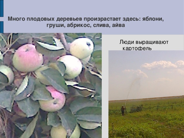 Много плодовых деревьев произрастает здесь: яблони, груши, абрикос, слива, айва  Люди выращивают  картофель 