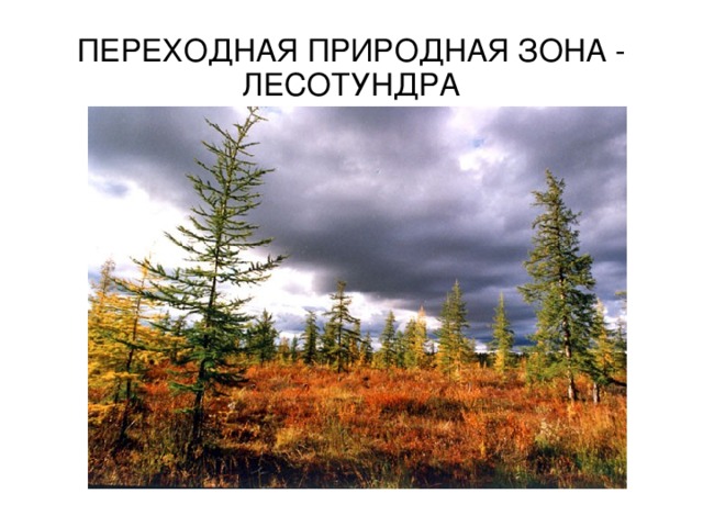 ПЕРЕХОДНАЯ ПРИРОДНАЯ ЗОНА - ЛЕСОТУНДРА 