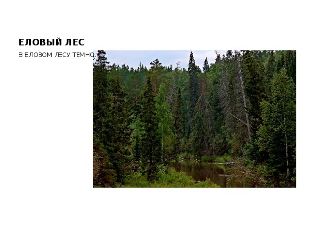 ЕЛОВЫЙ ЛЕС В ЕЛОВОМ ЛЕСУ ТЕМНО. 