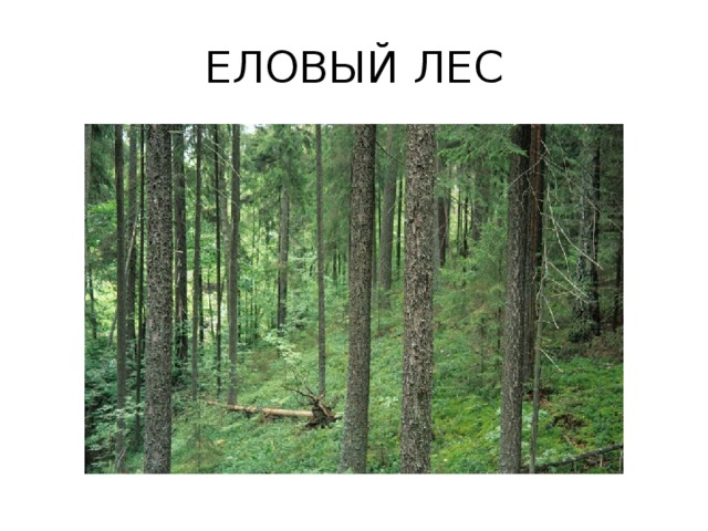 ЕЛОВЫЙ ЛЕС 