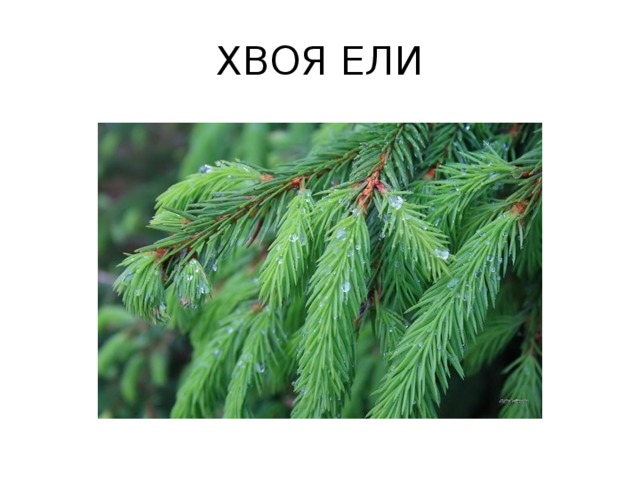 ХВОЯ ЕЛИ 