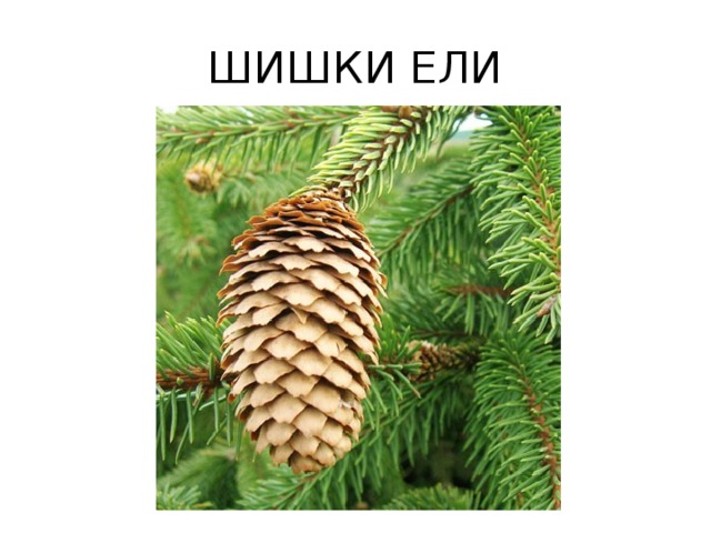 ШИШКИ ЕЛИ 