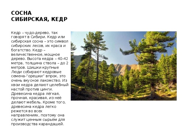 СОСНА СИБИРСКАЯ, КЕДР   Кедр – чудо-дерево, так говорят в Сибири. Кедр или сибирская сосна – это символ сибирских лесов, их краса и богатство. Кедр – величественное, мощное дерево. Высота кедра – 40-42 метра, толщина ствола – до 2 метров. Шишки крупные Люди собирают кедровые семена-“орешки” впрок, это очень вкусное лакомство. Из хвои кедра делают целебный настой против цинги. Древесина кедра лёгкая, прочная, красивая, из неё делают мебель. Кроме того, древесина кедра легко режется во всех направлениях, поэтому она служит ценным сырьём для производства карандашей. 