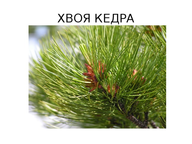 ХВОЯ КЕДРА 