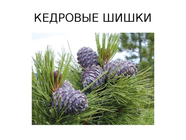 КЕДРОВЫЕ ШИШКИ 