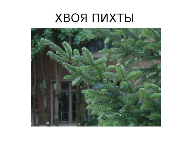 Какое расположение хвои у пихты