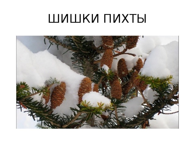 ШИШКИ ПИХТЫ 