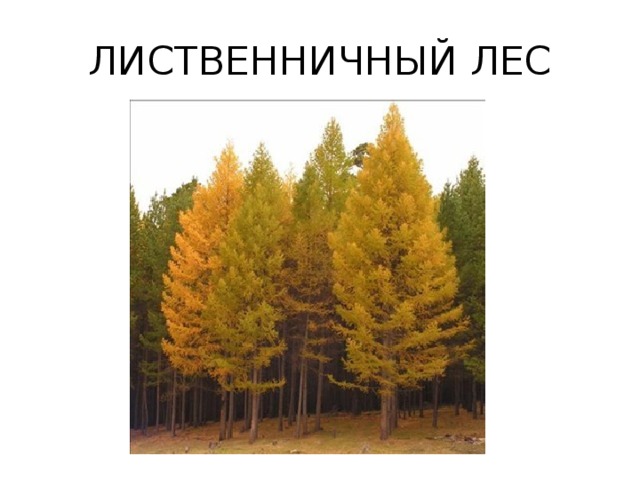 ЛИСТВЕННИЧНЫЙ ЛЕС 