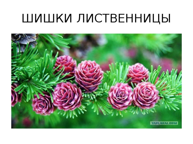 ШИШКИ ЛИСТВЕННИЦЫ 