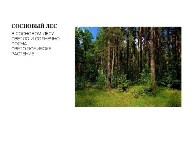 СОСНОВЫЙ ЛЕС В СОСНОВОМ ЛЕСУ СВЕТЛО И СОЛНЕЧНО. СОСНА – СВЕТОЛЮБИВОКЕ РАСТЕНИЕ. 